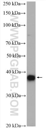 MCL1 Antibody in Western Blot (WB)