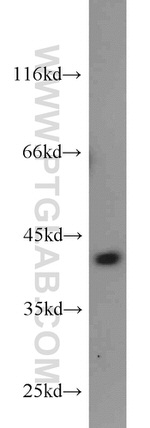 MCL1 Antibody in Western Blot (WB)