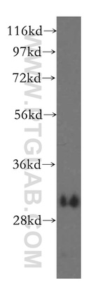 MCL1 Antibody in Western Blot (WB)