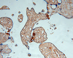 PDE4A Antibody in Immunohistochemistry (Paraffin) (IHC (P))