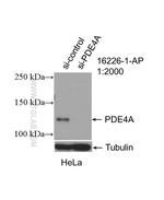 PDE4A Antibody in Western Blot (WB)