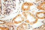 HEXB Antibody in Immunohistochemistry (Paraffin) (IHC (P))