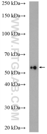 NUP54 Antibody in Western Blot (WB)