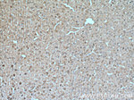 VIP Antibody in Immunohistochemistry (Paraffin) (IHC (P))