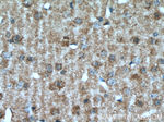 VIP Antibody in Immunohistochemistry (Paraffin) (IHC (P))