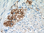 VIP Antibody in Immunohistochemistry (Paraffin) (IHC (P))