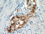 VIP Antibody in Immunohistochemistry (Paraffin) (IHC (P))