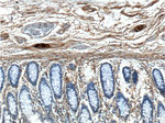 VIP Antibody in Immunohistochemistry (Paraffin) (IHC (P))