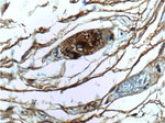 VIP Antibody in Immunohistochemistry (Paraffin) (IHC (P))