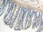 VIP Antibody in Immunohistochemistry (Paraffin) (IHC (P))