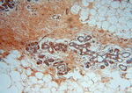 MRPL13 Antibody in Immunohistochemistry (Paraffin) (IHC (P))