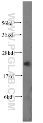 MRPL13 Antibody in Western Blot (WB)