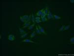 SDSL Antibody in Immunocytochemistry (ICC/IF)