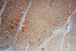 SDSL Antibody in Immunohistochemistry (Paraffin) (IHC (P))