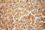 SDSL Antibody in Immunohistochemistry (Paraffin) (IHC (P))