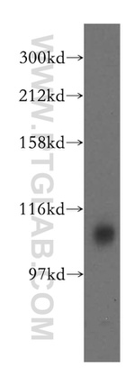 ATP13A1 Antibody in Western Blot (WB)