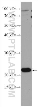 PSF2 Antibody in Western Blot (WB)