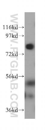 LMF2 Antibody in Western Blot (WB)