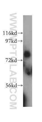 LMF2 Antibody in Western Blot (WB)