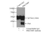 PRKCDBP Antibody in Immunoprecipitation (IP)