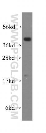 PRKCDBP Antibody in Western Blot (WB)