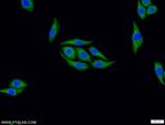 FAF2 Antibody in Immunocytochemistry (ICC/IF)