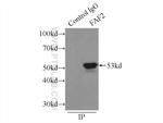 FAF2 Antibody in Immunoprecipitation (IP)