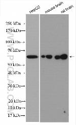 FAF2 Antibody in Western Blot (WB)