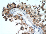 FAF2 Antibody in Immunohistochemistry (Paraffin) (IHC (P))