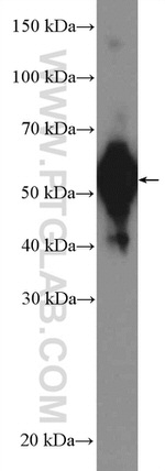 FAF2 Antibody in Western Blot (WB)