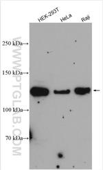 EXO1 Antibody in Western Blot (WB)