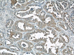 GGCT Antibody in Immunohistochemistry (Paraffin) (IHC (P))