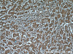 GGCT Antibody in Immunohistochemistry (Paraffin) (IHC (P))