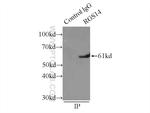 RGS14 Antibody in Immunoprecipitation (IP)