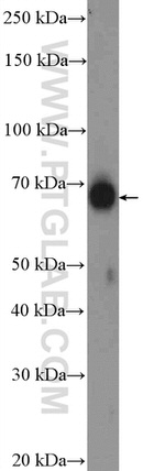 RGS14 Antibody in Western Blot (WB)