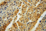 TSR2 Antibody in Immunohistochemistry (Paraffin) (IHC (P))