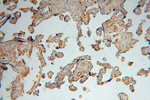 TSR2 Antibody in Immunohistochemistry (Paraffin) (IHC (P))