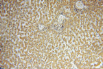 TSR2 Antibody in Immunohistochemistry (Paraffin) (IHC (P))