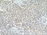 GCC1 Antibody in Immunohistochemistry (Paraffin) (IHC (P))