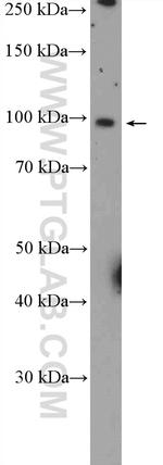 GCC1 Antibody in Western Blot (WB)