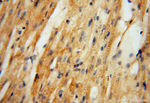 ATP6V1C2 Antibody in Immunohistochemistry (Paraffin) (IHC (P))