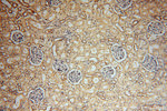 ATP6V1C2 Antibody in Immunohistochemistry (Paraffin) (IHC (P))