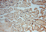 ATP6V1C2 Antibody in Immunohistochemistry (Paraffin) (IHC (P))