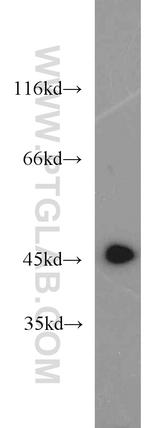 ATP6V1C2 Antibody in Western Blot (WB)