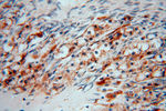 DHRS1 Antibody in Immunohistochemistry (Paraffin) (IHC (P))