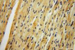 DHRS1 Antibody in Immunohistochemistry (Paraffin) (IHC (P))