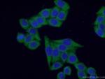 G3BP2 Antibody in Immunocytochemistry (ICC/IF)