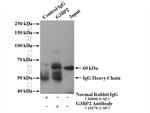 G3BP2 Antibody in Immunoprecipitation (IP)