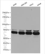 G3BP2 Antibody in Western Blot (WB)