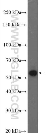 G3BP2 Antibody in Western Blot (WB)